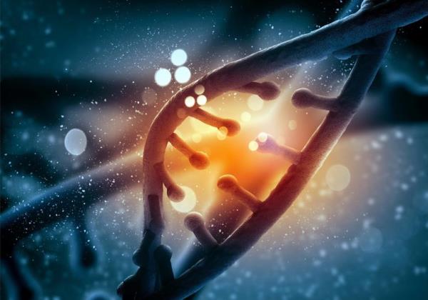 新发现的基因群延长寿命