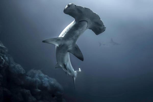 Hammerhead Shark Deep Underwater