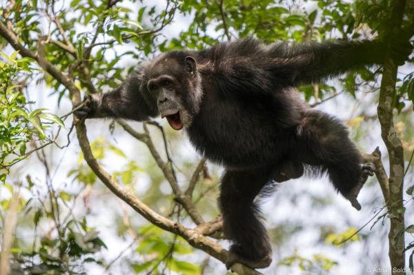 交流的进化:黑猩猩表现出惊人的组合呼叫能力